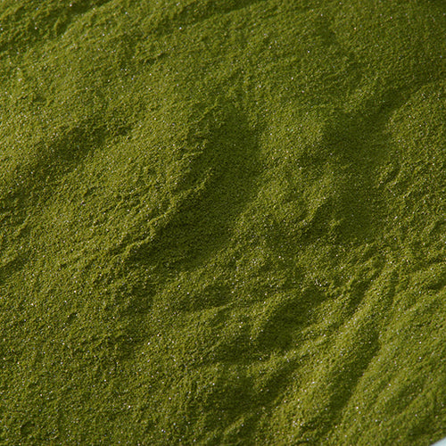 新岩 鶯 - PIGMENT TOKYO