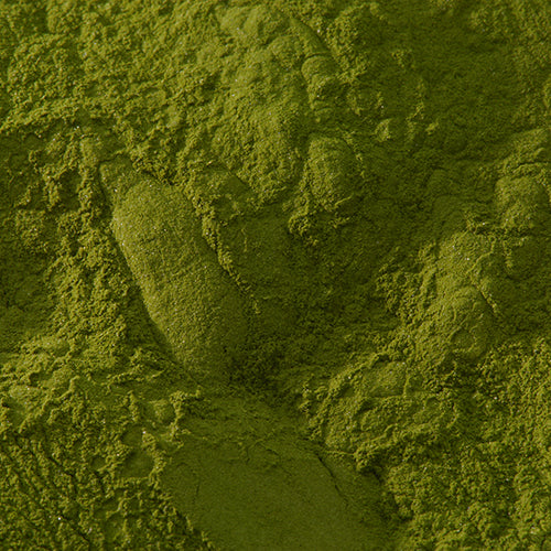 新岩 鶯 - PIGMENT TOKYO