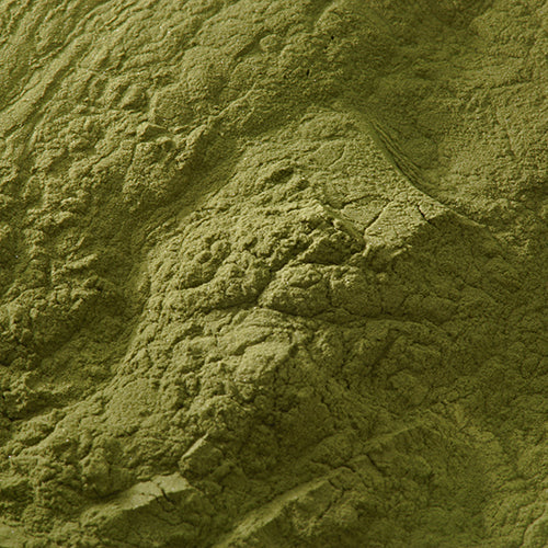 天然 杉葉色 - PIGMENT TOKYO