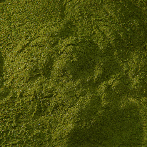 新岩 鶯 - PIGMENT TOKYO