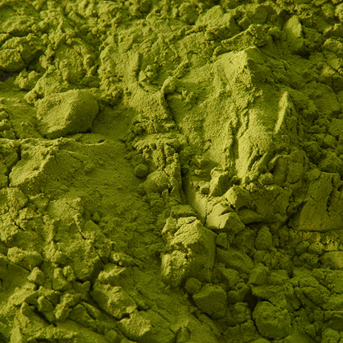 新岩 鶯 - PIGMENT TOKYO