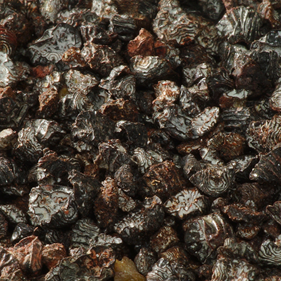 Dried Carmine Insects